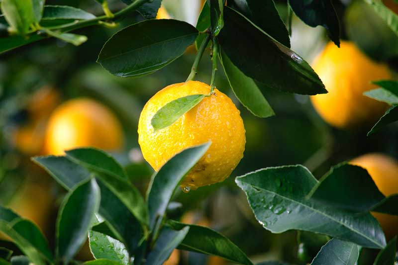 Nasze produkty horticulture fruit produce image