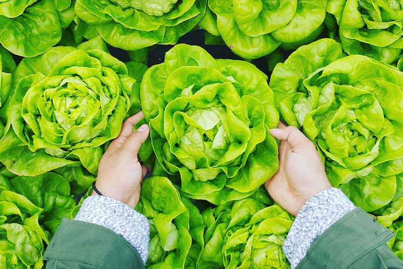 Nasze produkty horticulture vegetable produce image