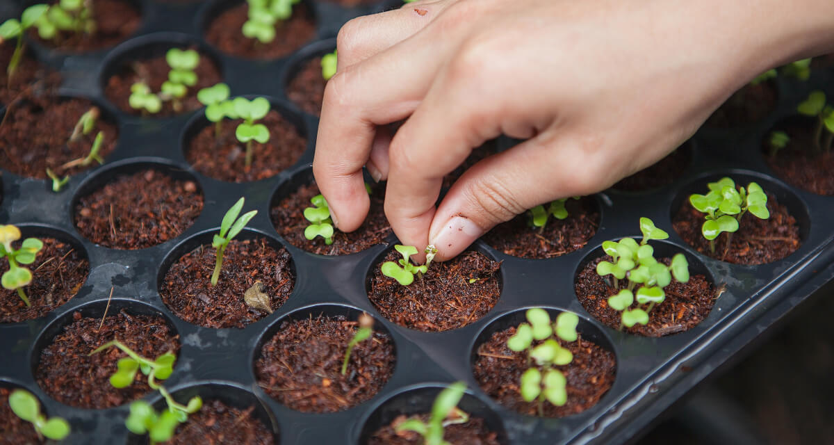 Nasza pasieka horticulturist seeding plants